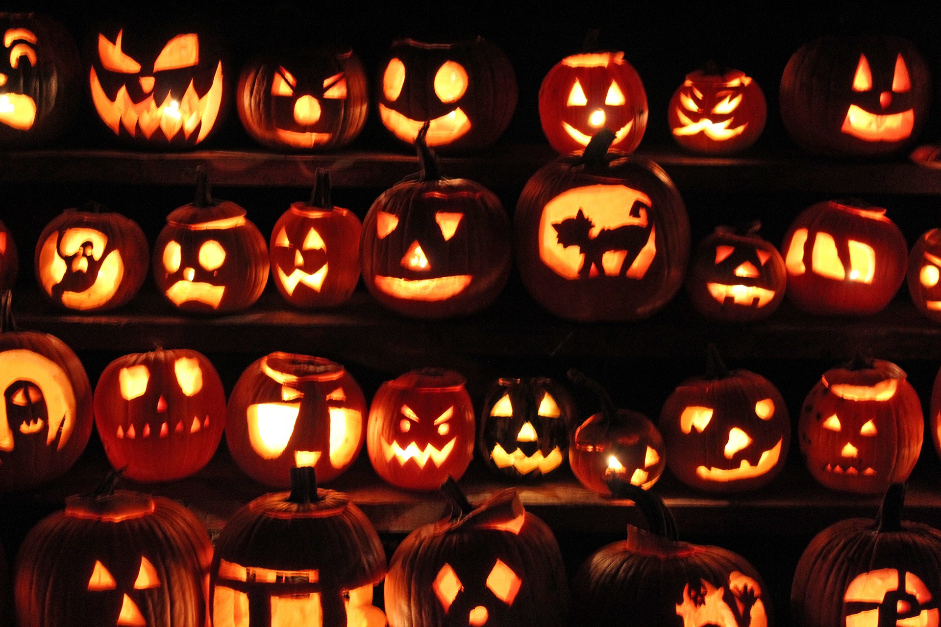 A collection of glowing Jack-o-lanterns on shelves in the dark