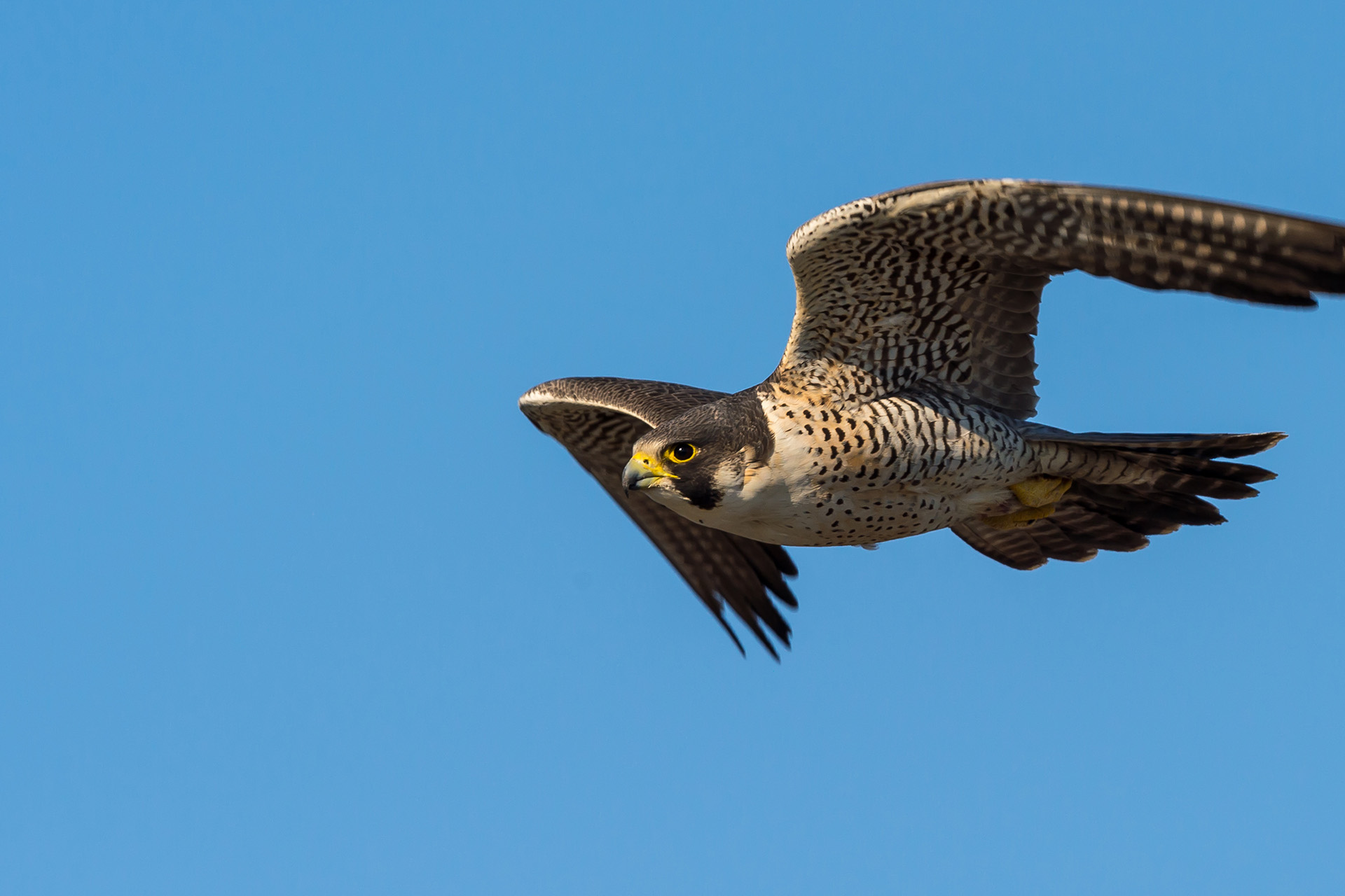 Peregrine Falcon soaring