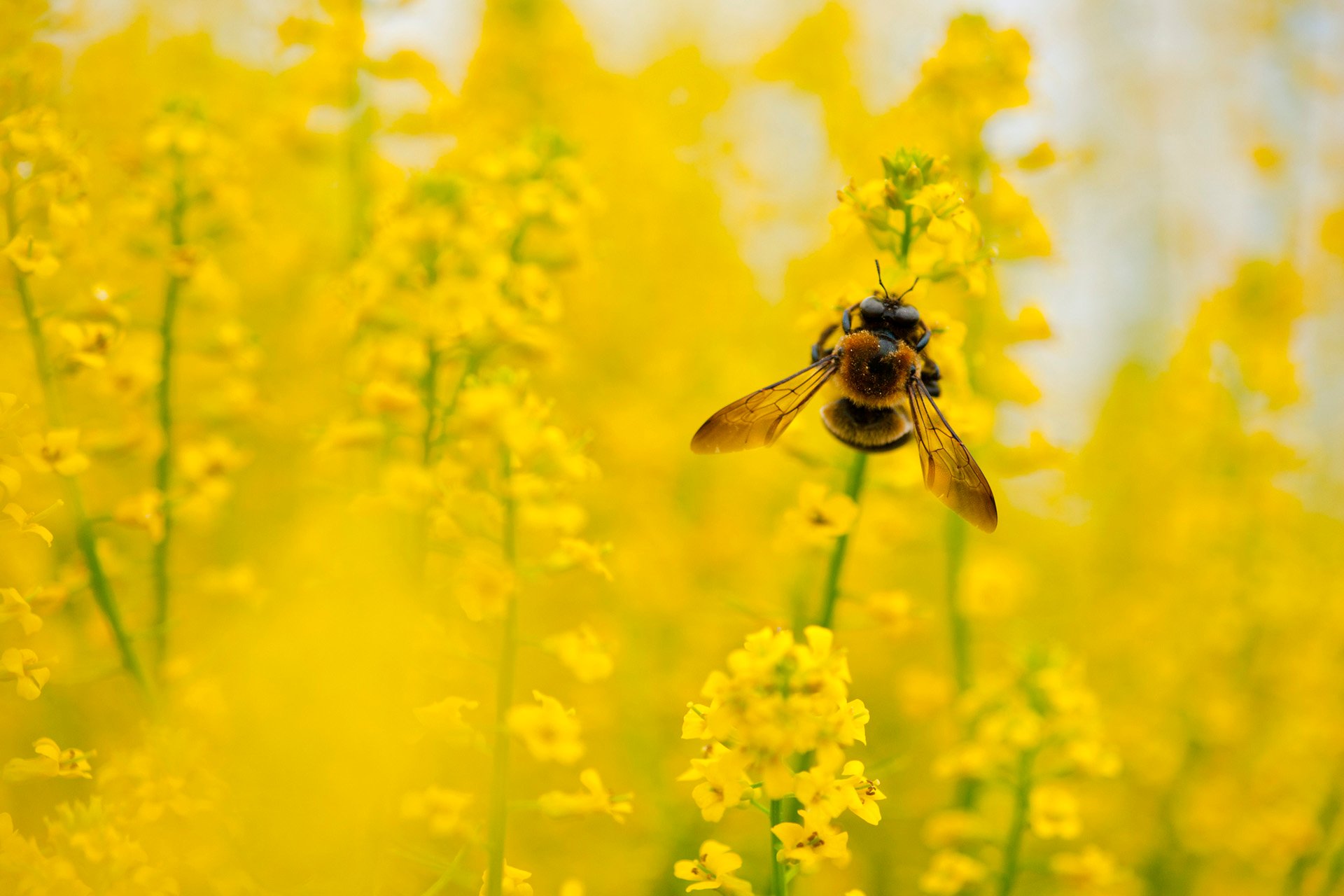 carpenter bee on yellow flowers