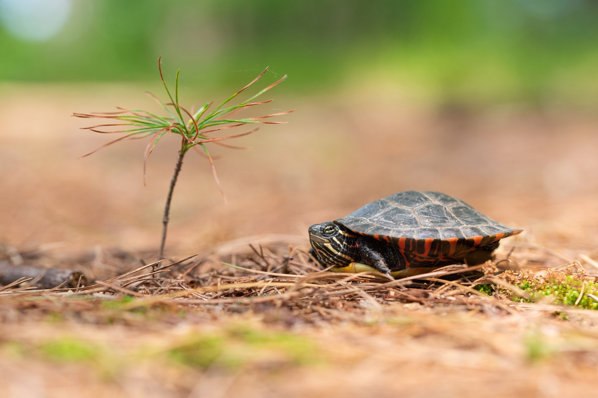small turtle on the ground next to a twig