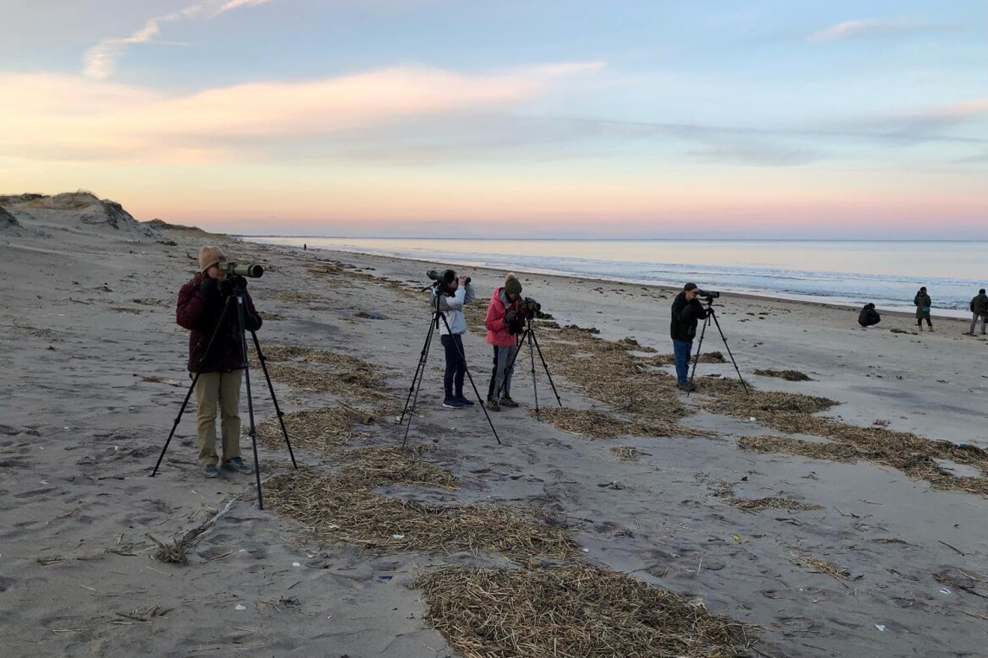 Birding group on the beach, standing at their scopes mounted on tripods