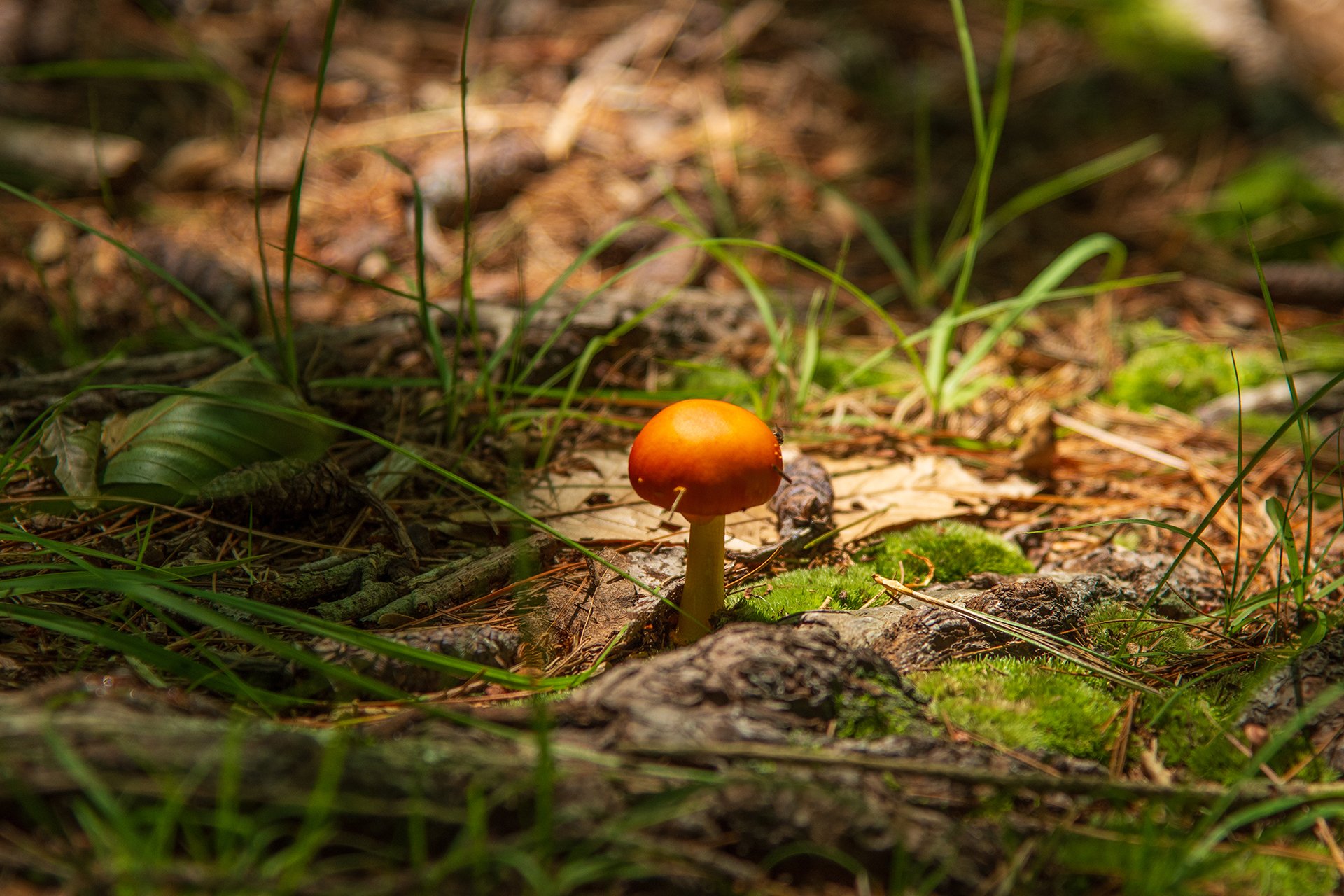 Orange-cap mushroom on grassy forest floor with fall light