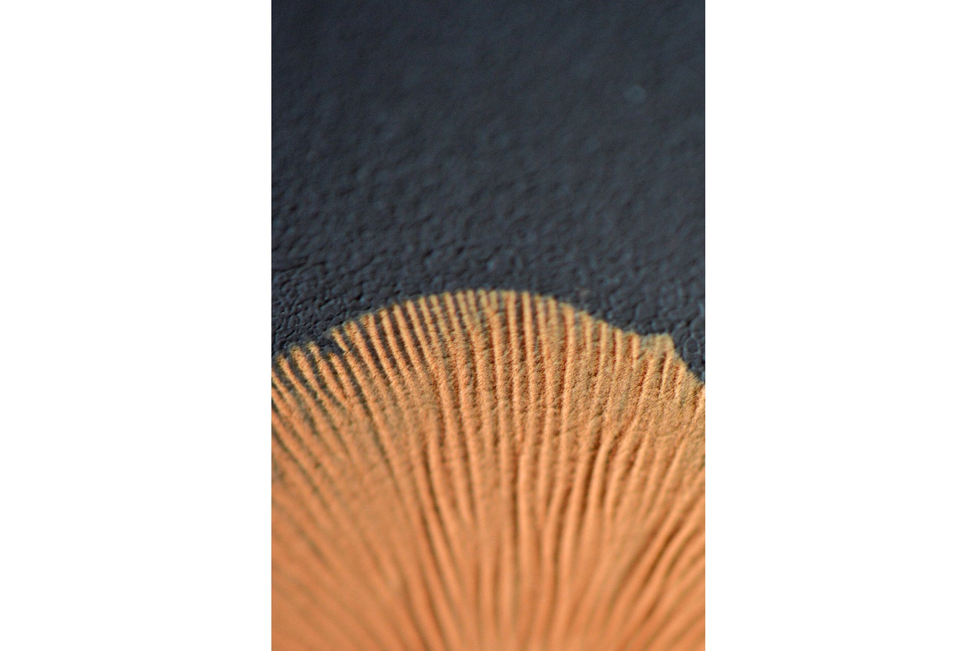 Close up of a navy and light orange spore print and painting artwork