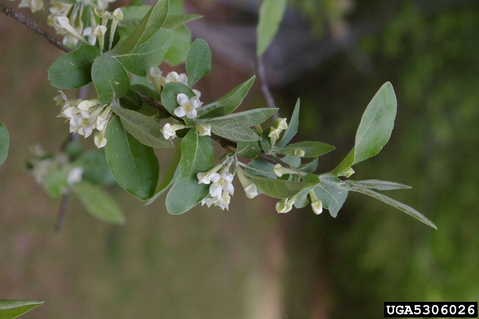 Autumn Olive - Invasive Species & How to Control It