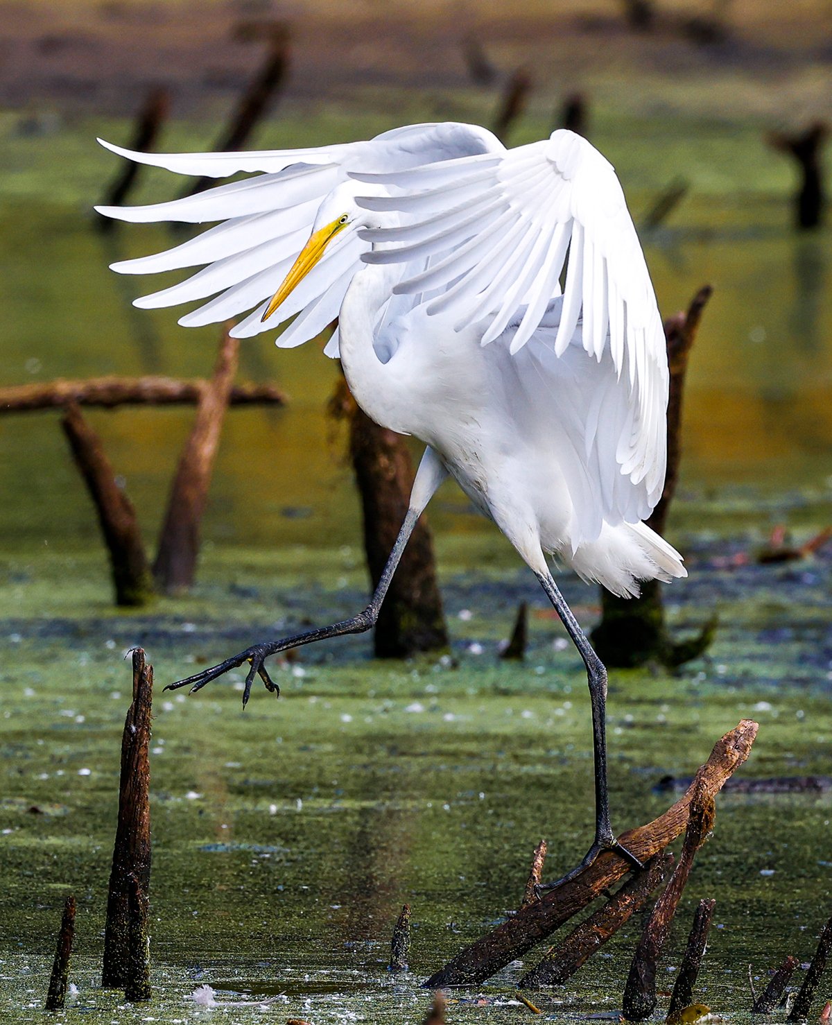 Great Egret wings outstretched balance on log