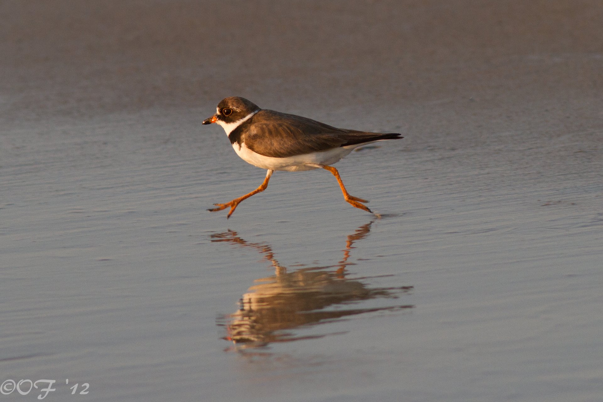 Semipalmated plover running across a wet beach