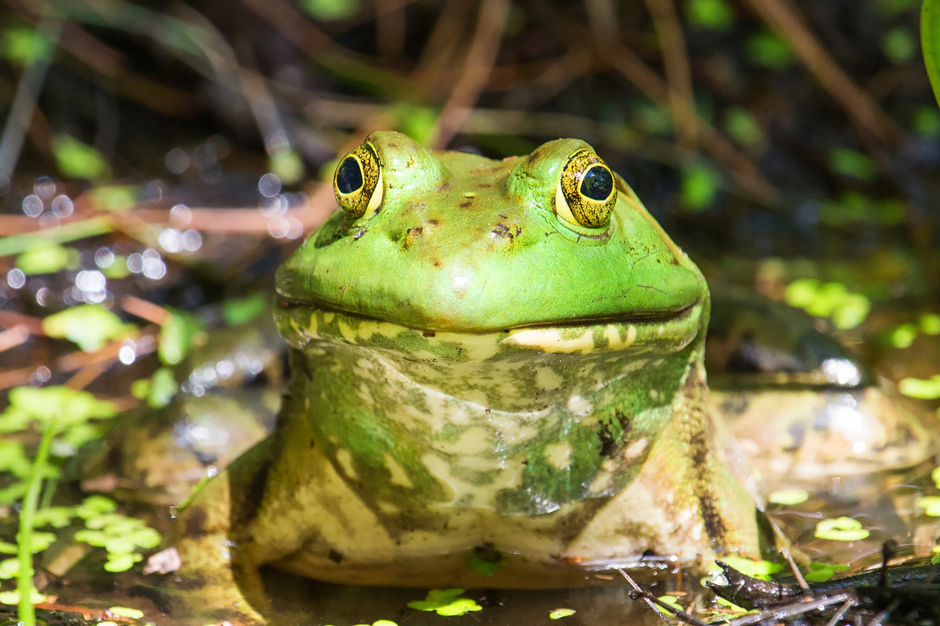 Close up photograph of a bright green frog