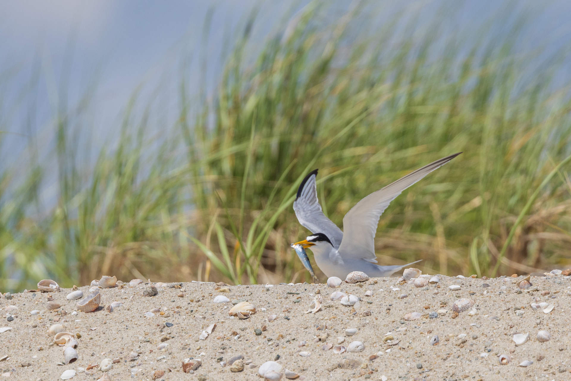 Least Tern on beach