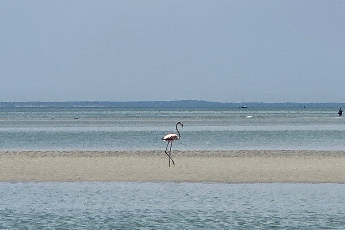 Flamingo on a Cape Cod Beach