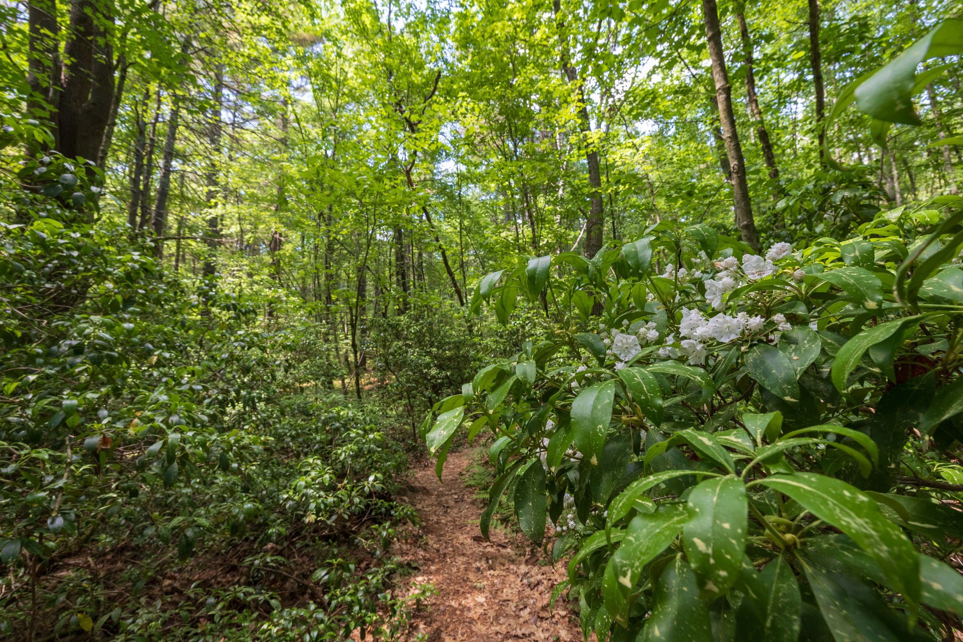 Trail in forest bordered by flowers