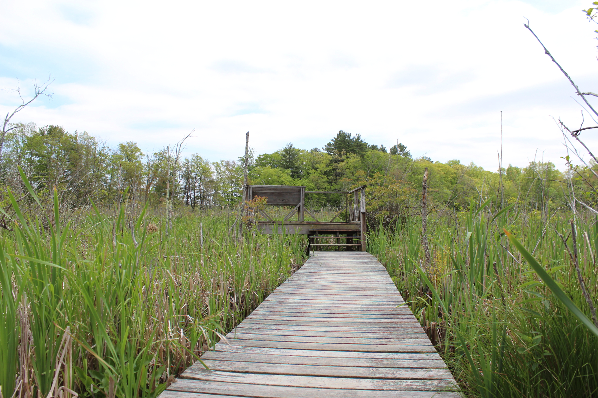 Wooden boardwalk in a marshy area leading to a slightly elevated overlook station to look out over marsh.