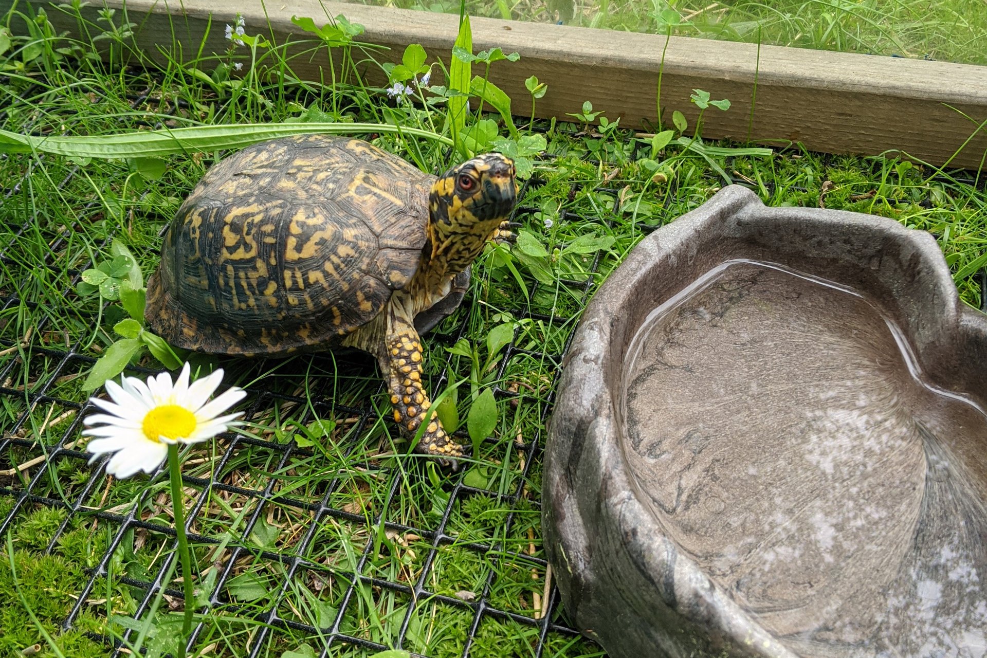 Homer - a black and yellow turtle - in his outdoor pen