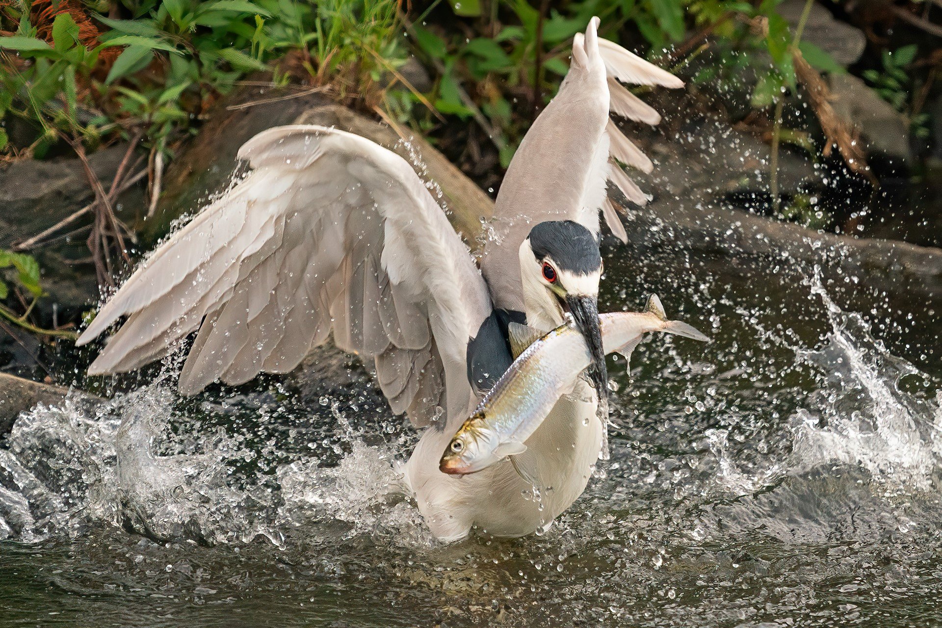 White bird splashing in water with fish in mouth