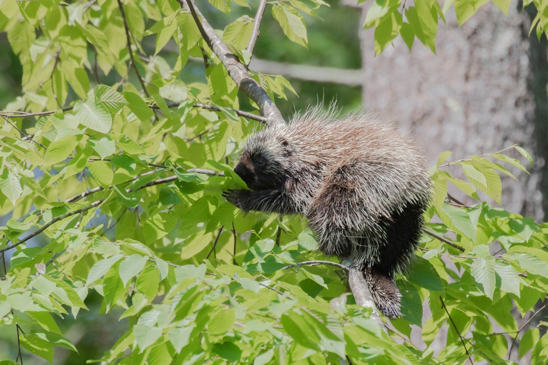 What Porcupines Can Teach Engineers