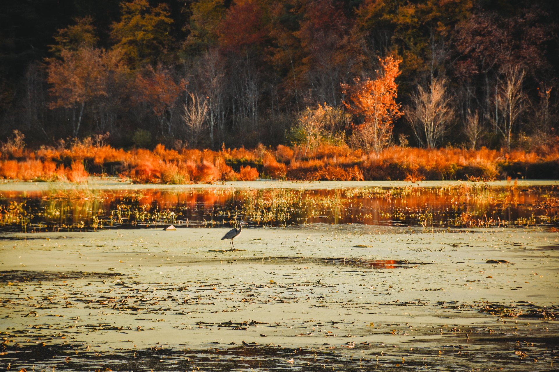 Bird standing among greens floating atop a pond