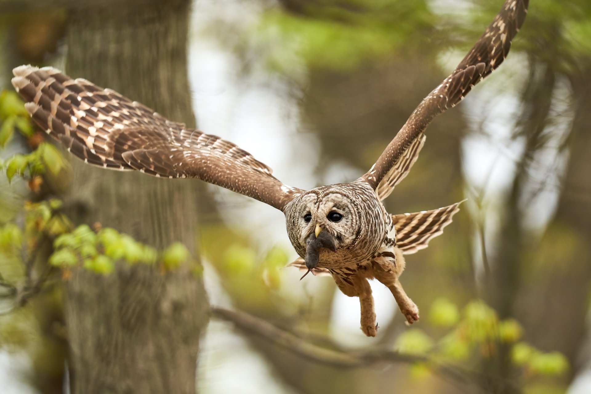 An owl flying through a forest with a mouse in its beak