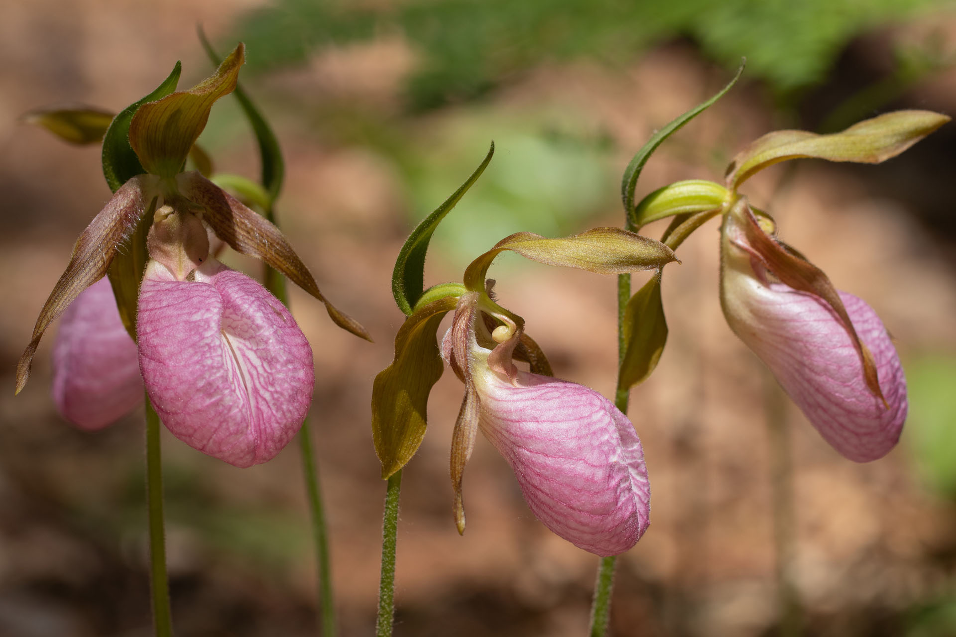 A closeup of pink, pitcher-shaped blooms