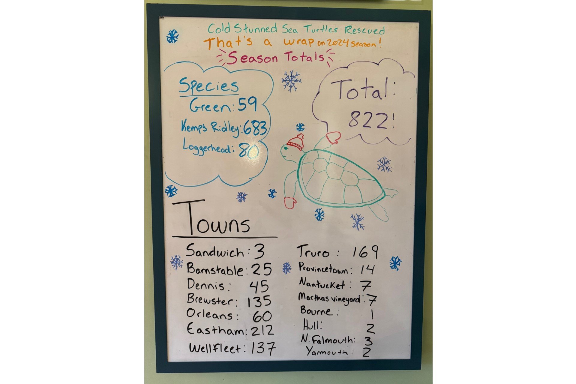 bulletin board of sea turtle totals