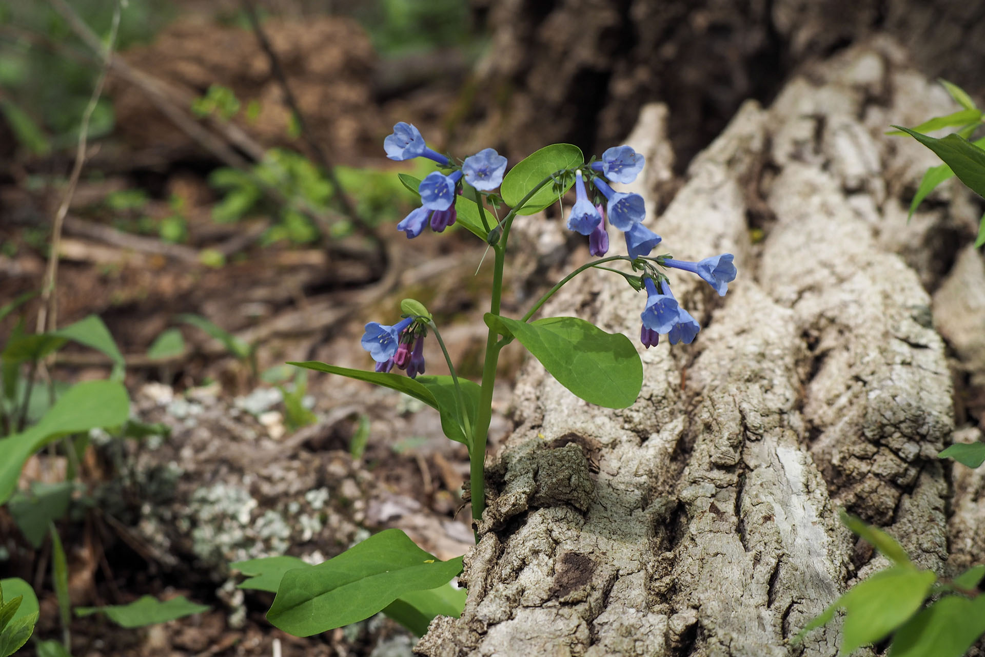 Sparse, periwinkle blue blooms growing out of tree bark on a long