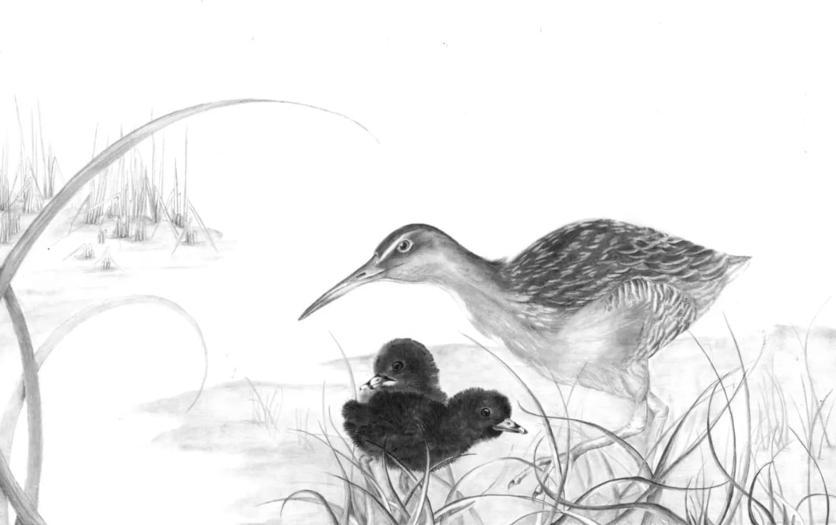 King Rail with chicks, graphite on hotpress watercolor paper by Natasza Fontaine.