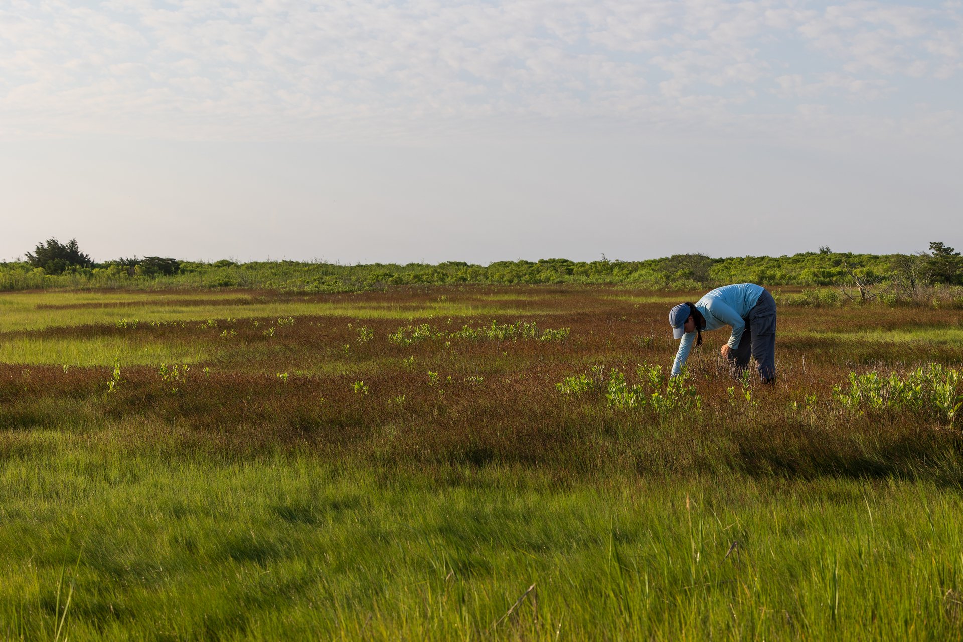 Person in the marsh at Allens Pond