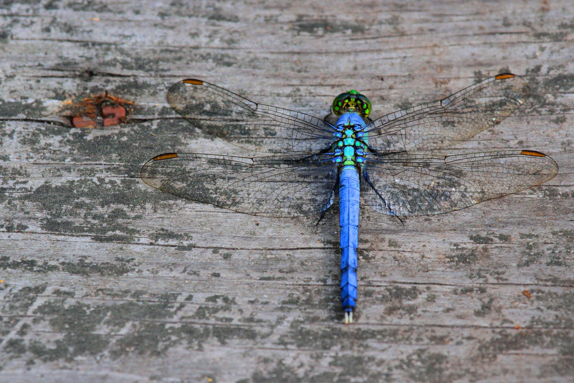 Blue dragonfly on wood