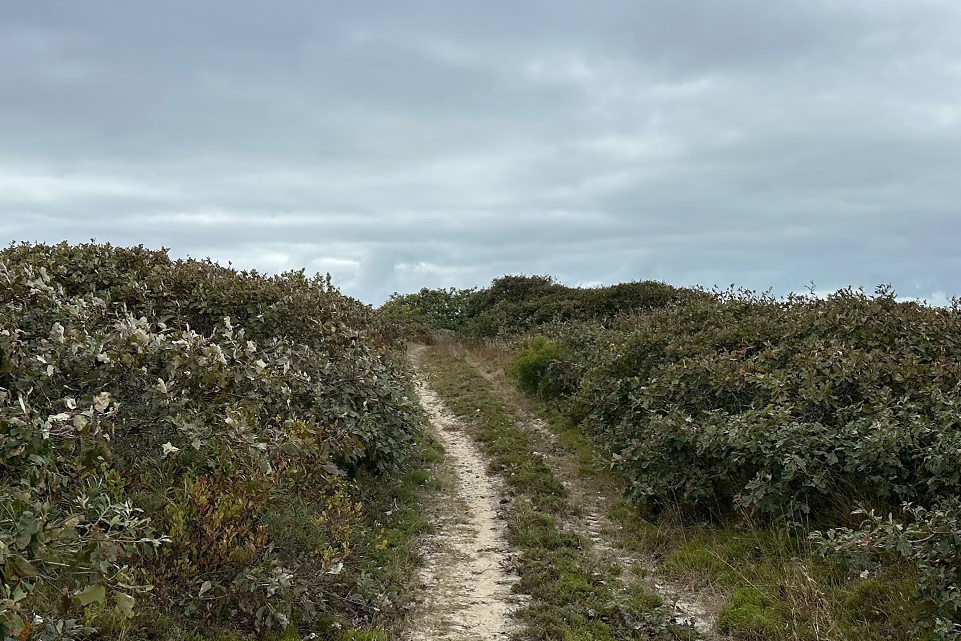 trail through grassy dunes on an overcast day