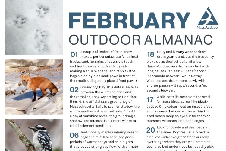 preview of Mass Audubon's Outdoor Almanac guide