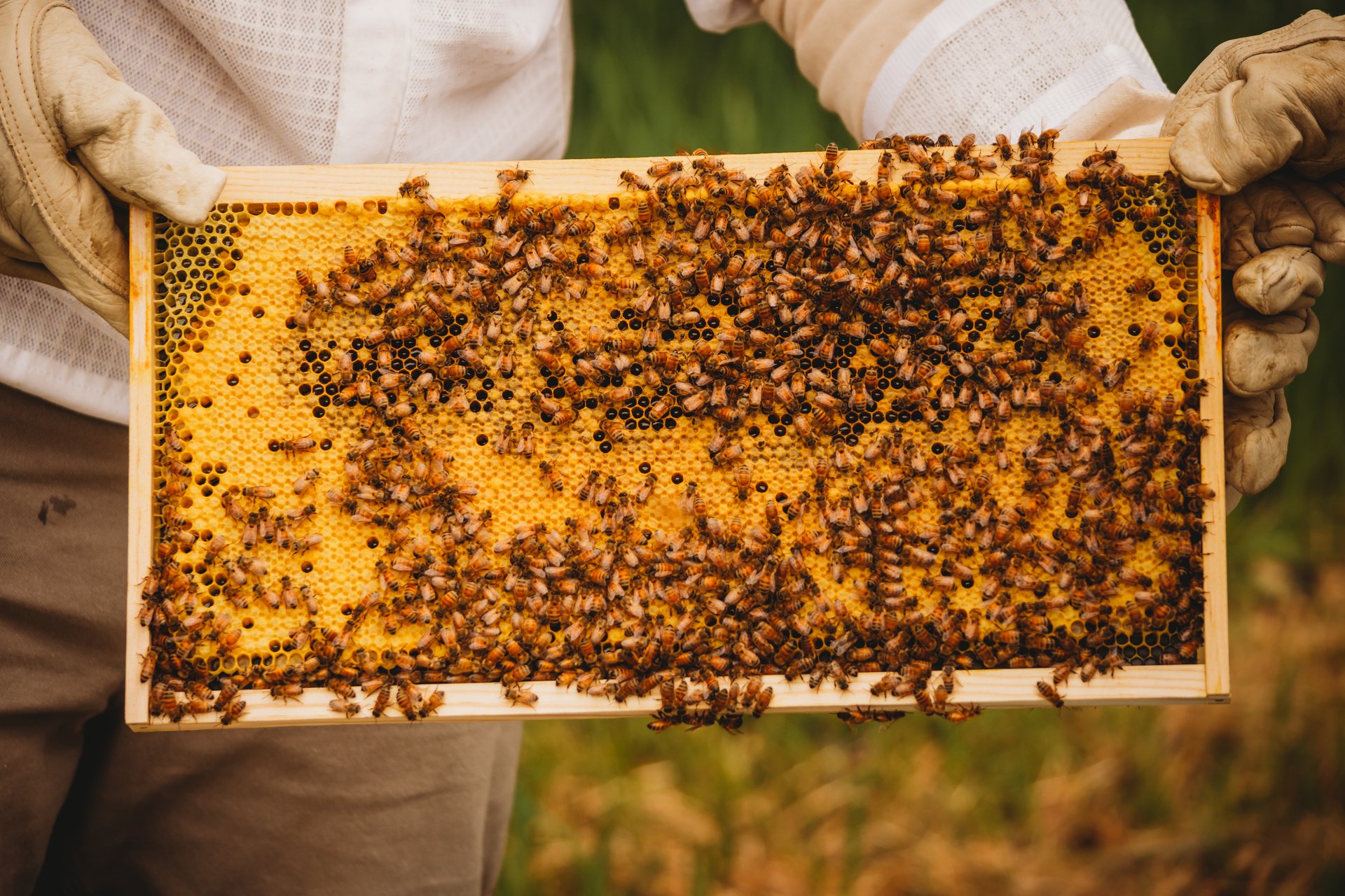 2024 Beginner Beekeeper School