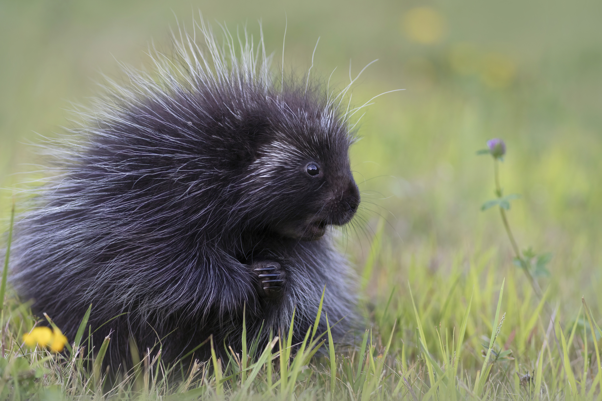 The porcupine that inhabits northern Minnesota is well known for