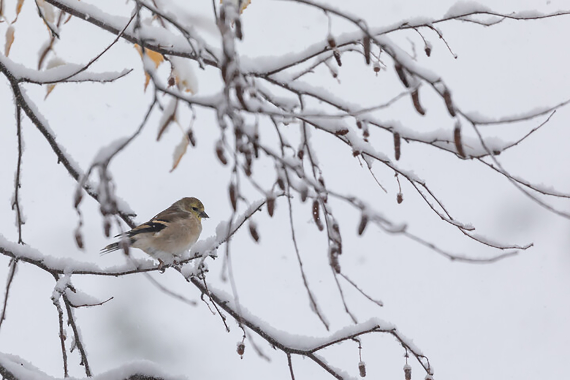 Goldfinch perched among snowy branches