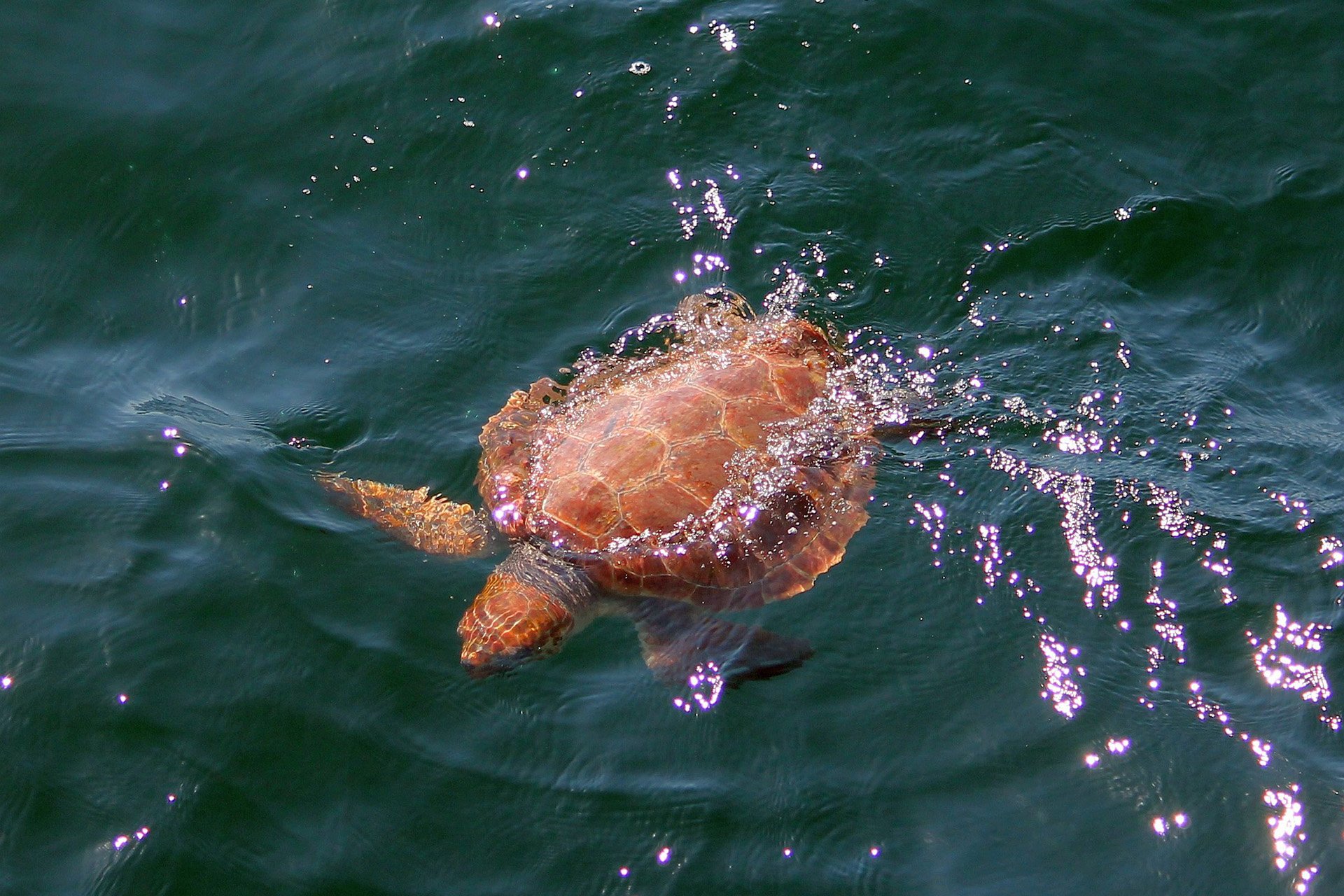 Loggerhead sea turtle swimming in the ocean