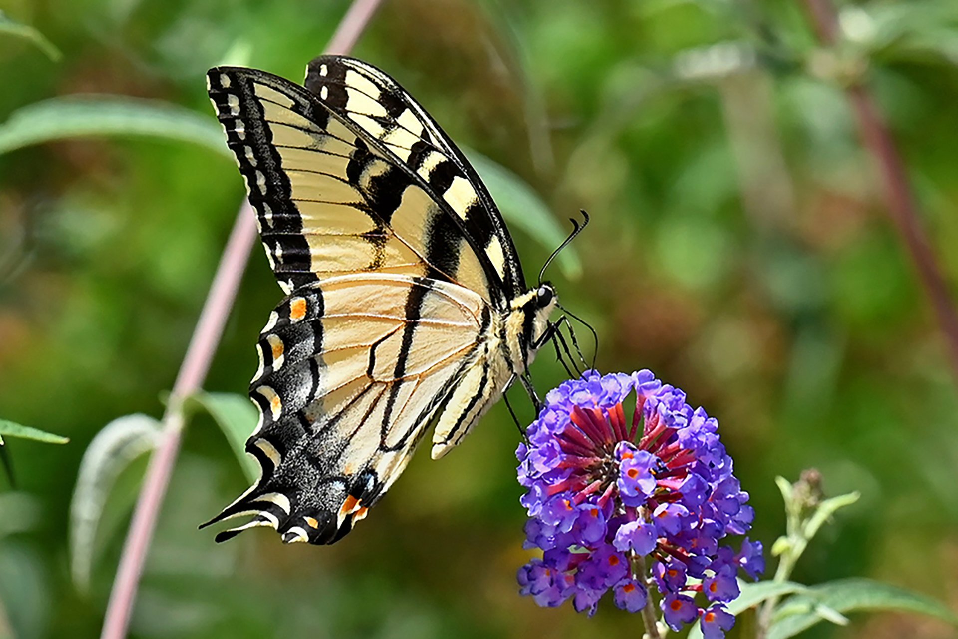 Butterfly perched on a purple flower