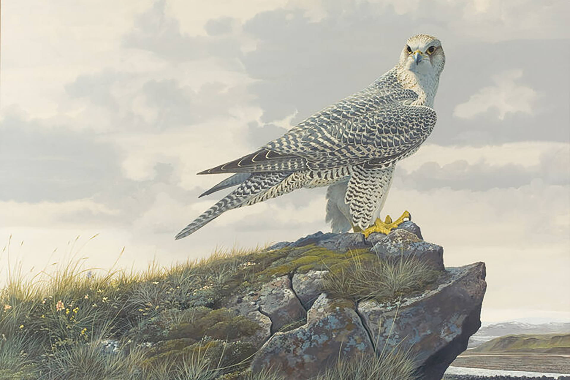 Gyrfalcon --Iceland (1966) by Robert Verity Clem