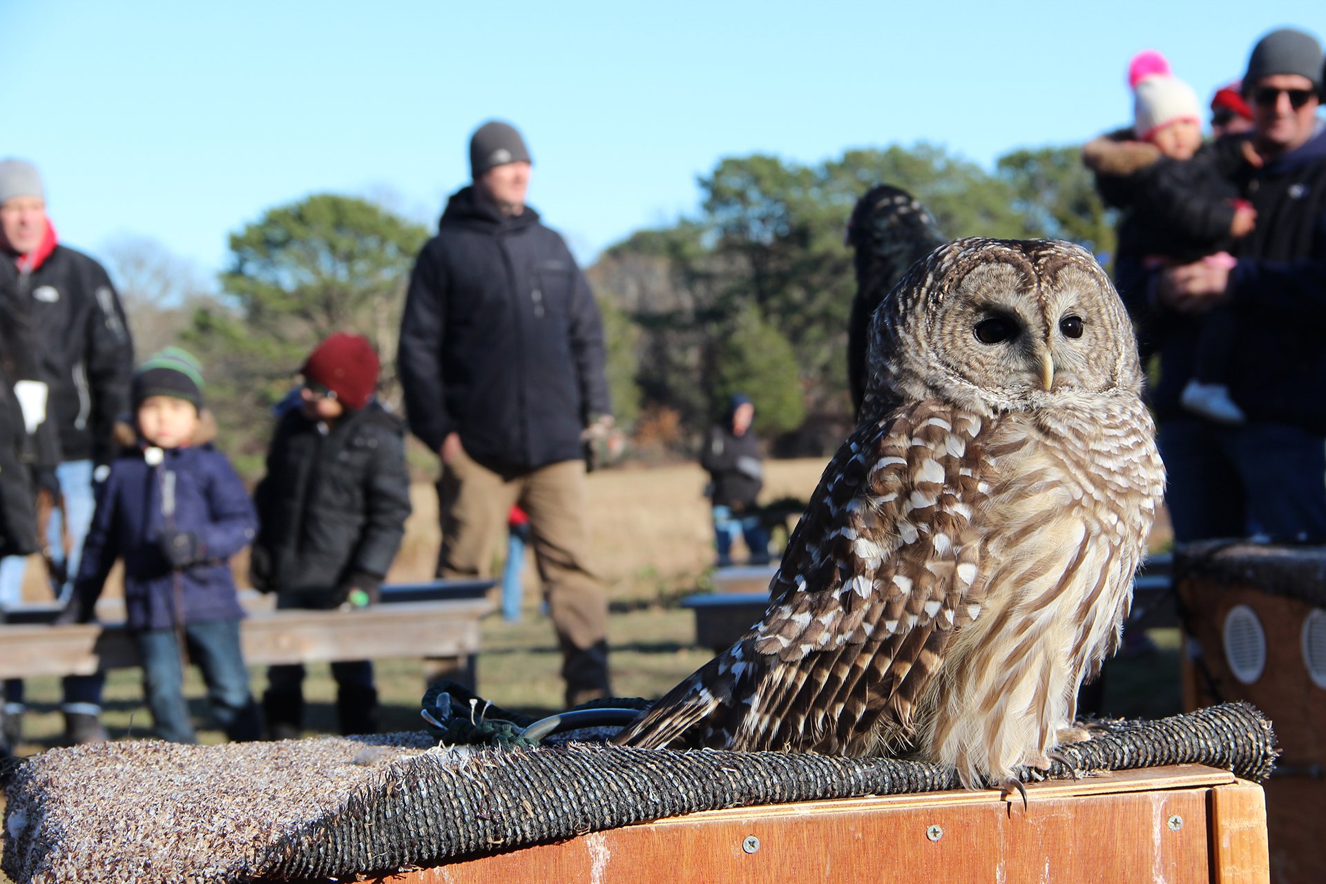 an owl on display as an animal ambassador at Fall Fest