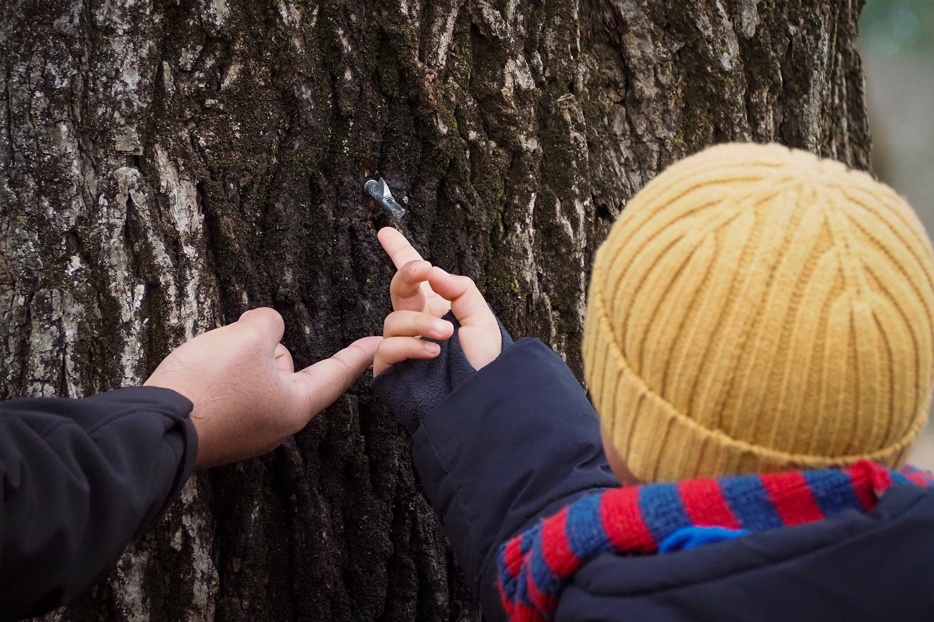 Boy touch maple sap out of tap