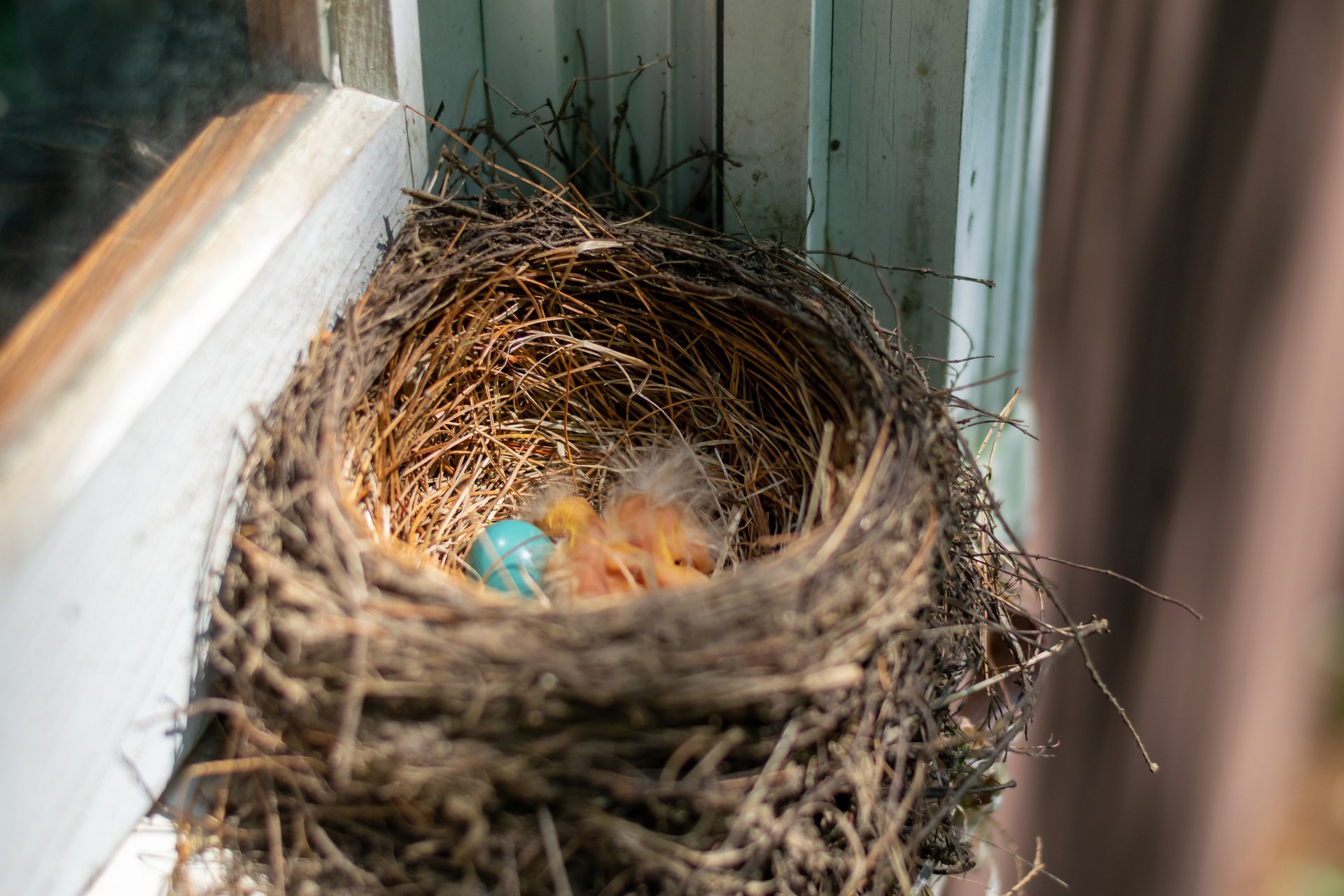 Bird Nest on Windowsill
