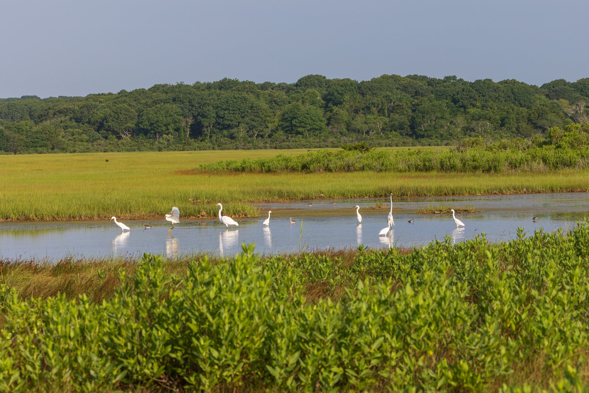 Group of egrets in a body of water