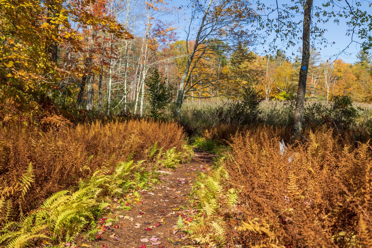 Brown and green ferns line a dirt trail in a forest with barren trees and fall foliage.