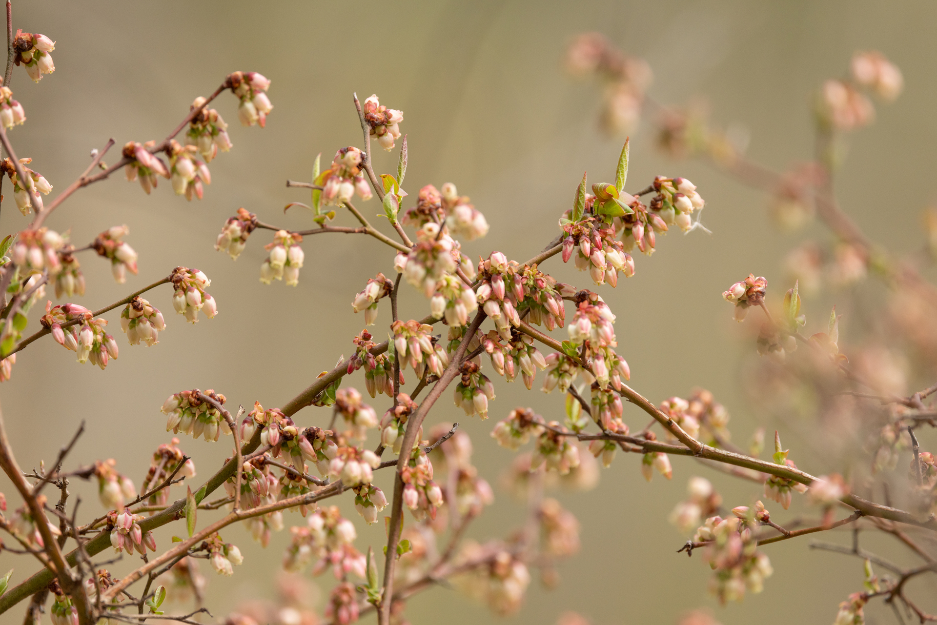 pink flowers on stems