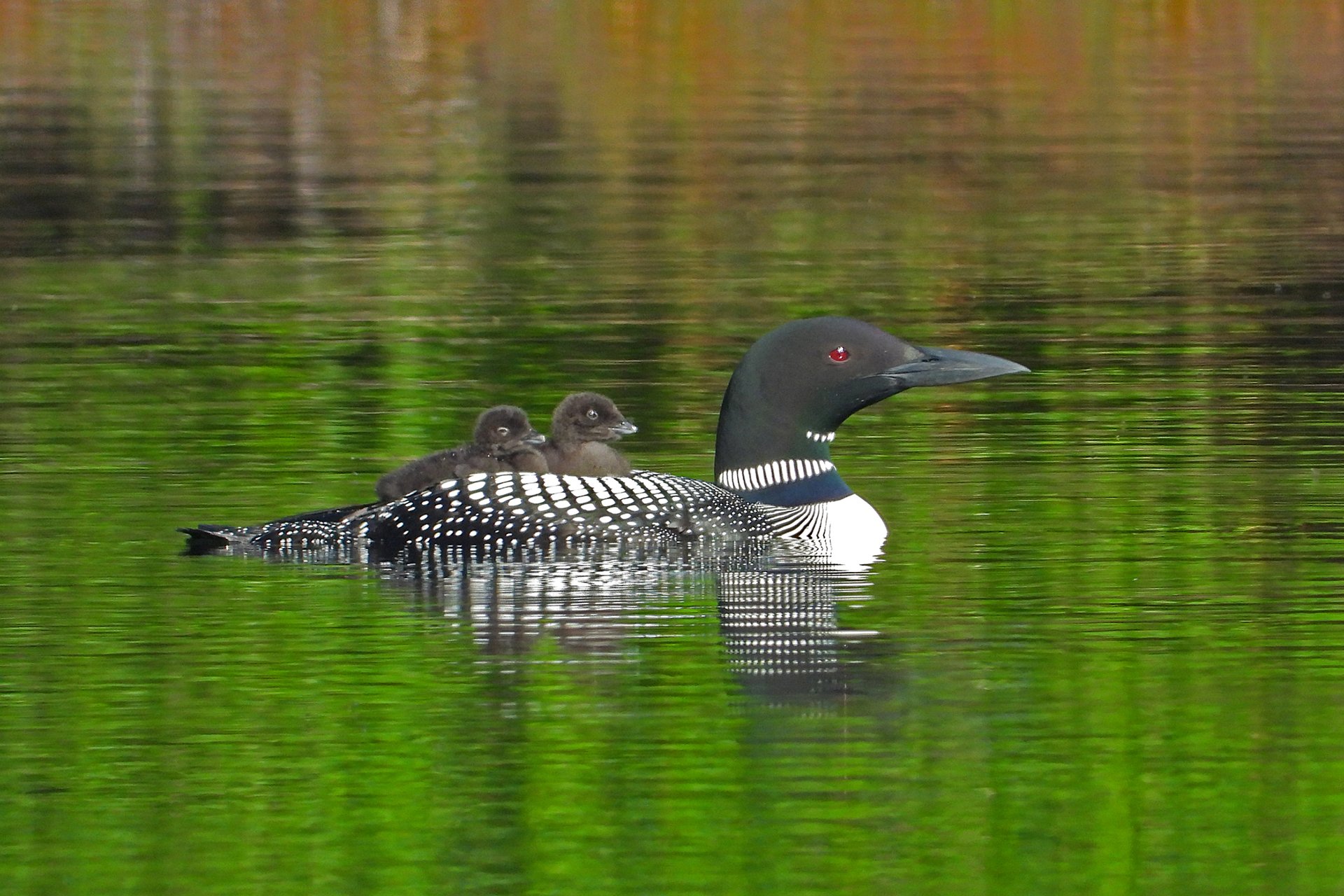 Common Loon with two babies on back