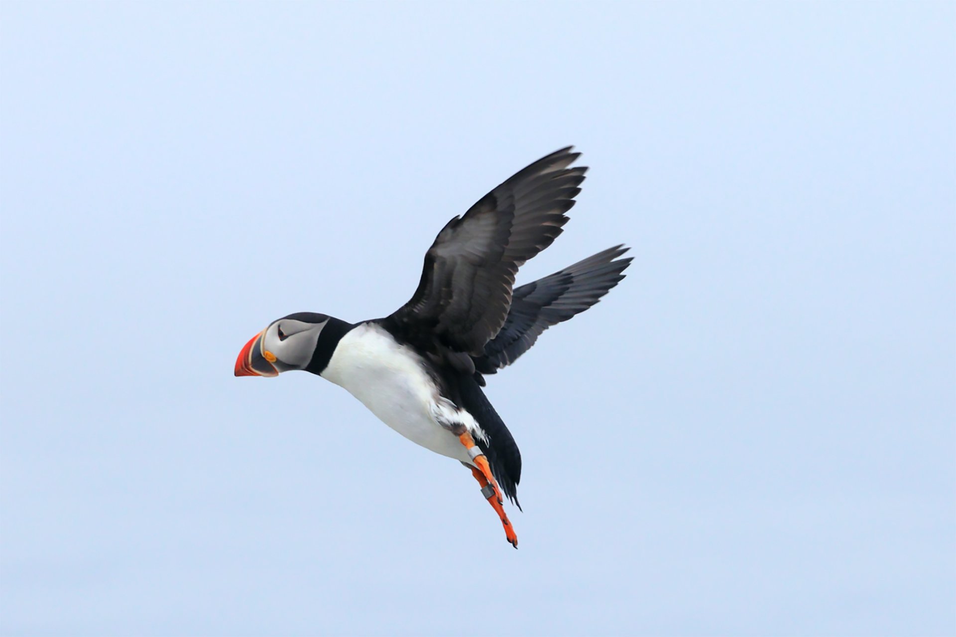 puffin in flight against a pale blue sky
