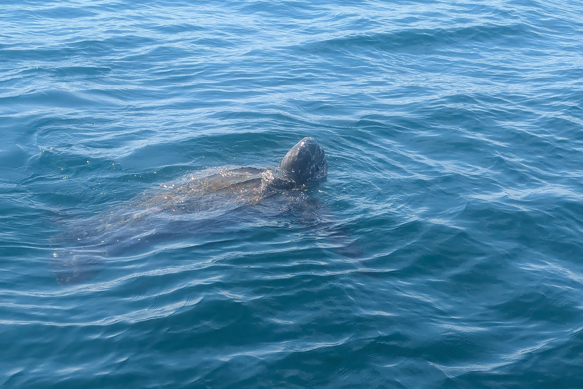 Leatherback sea turtle peeking above the water's surface