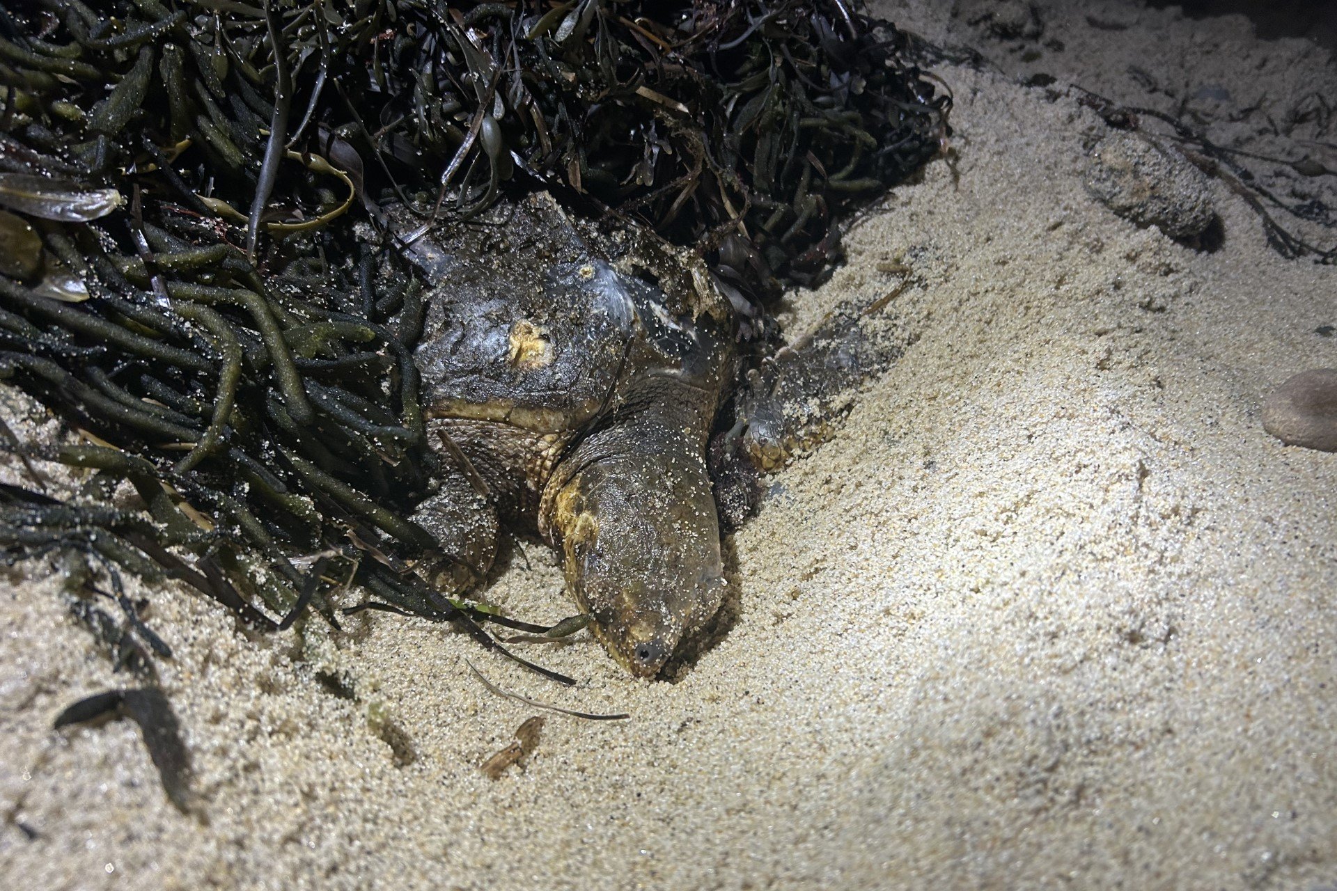 Turtle on beach with seaweed