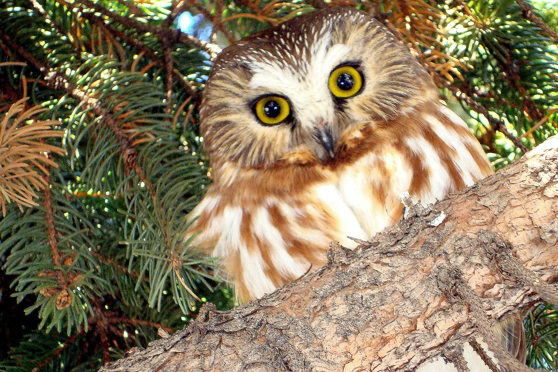 owl perched on a branch looking directly into camera