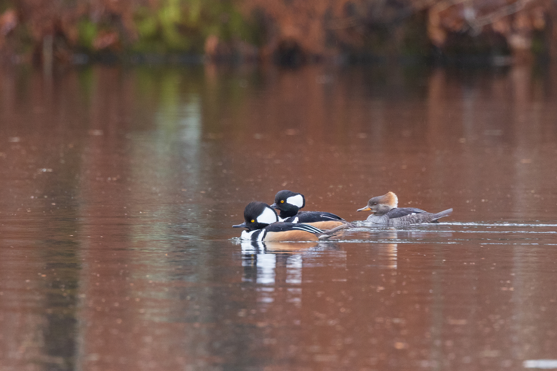 Hooded Mergansers swimming on the water's surface