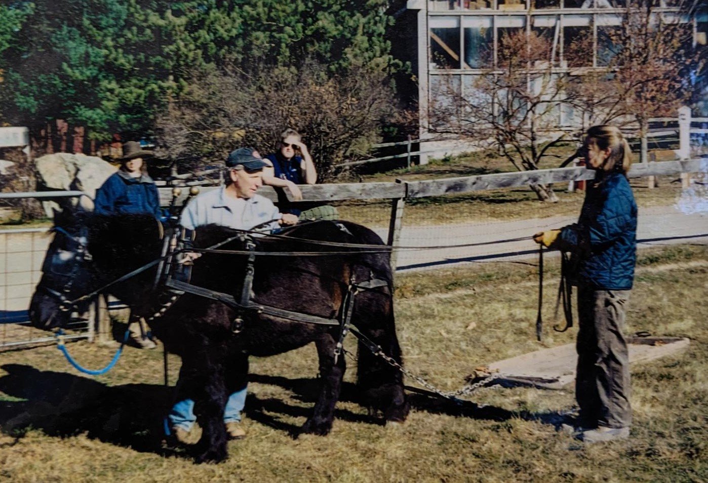 Old photo of Midnight pulling a small cart