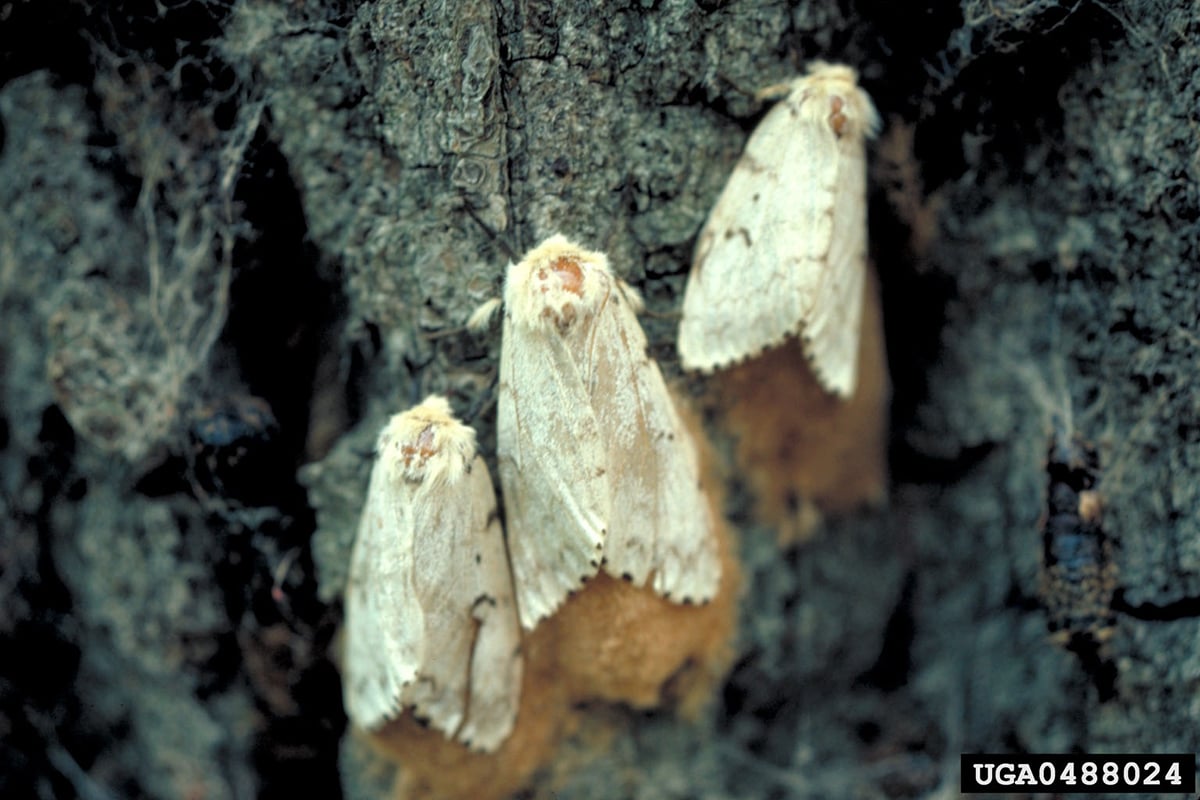 Clothes-eating moths: where they come from, identifying them and how to get  rid of them