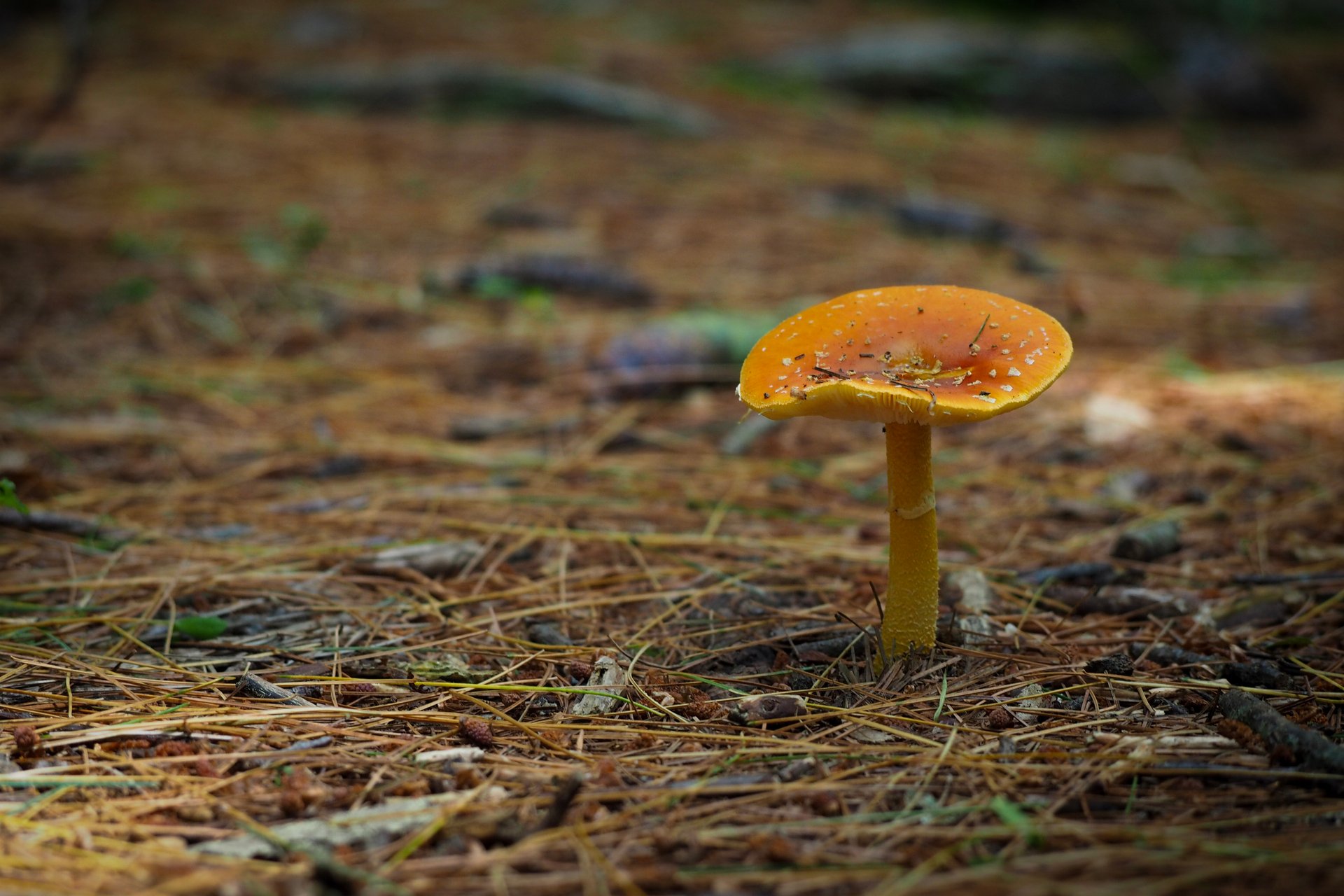 Orange mushroom on the forest ground