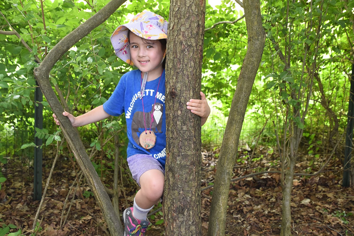 Wachusett Meadow Camper in Tree